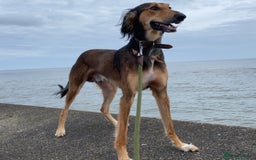 Mixed Breed dogs for sale: Saluki Bull Grey Puppies  - Image 9
