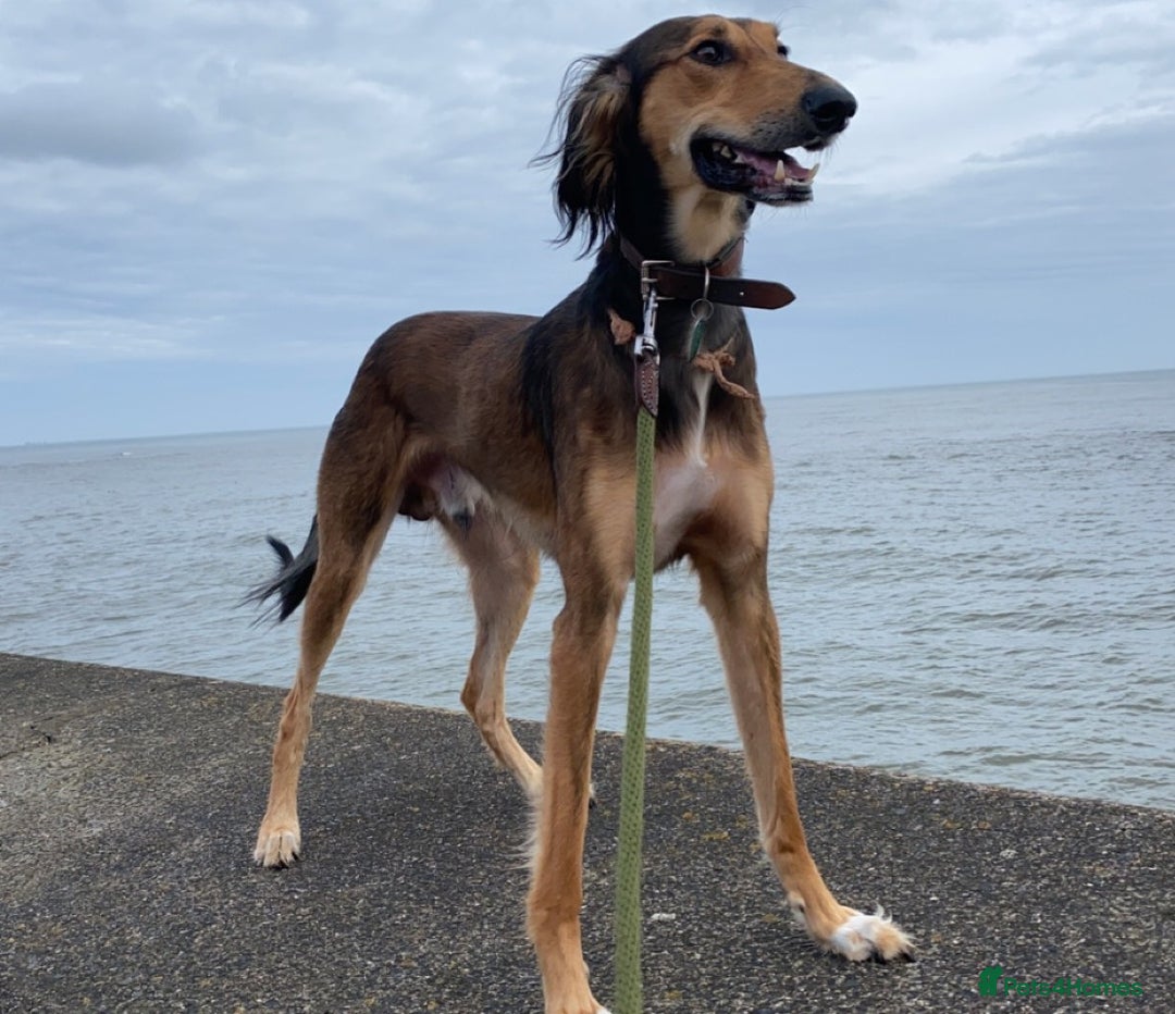 Mixed Breed dogs for sale: Saluki Bull Grey Puppies  - Image 9
