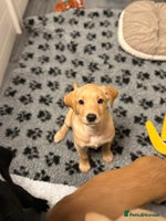 Labrador Retriever dogs Beautiful KC Registered Labrador Puppies - Advert 2