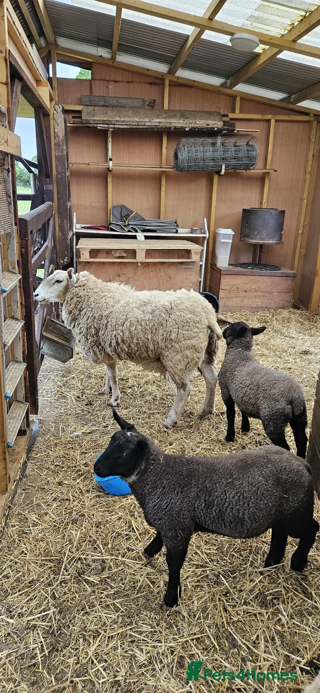 Sheep livestock for sale: Texal Ewe and 2 male Lambs - Advert 7
