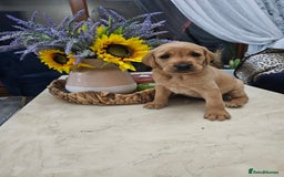 Labrador Retriever dogs for sale: Red Fox Labrador . Ready to Leave 😘 - Image 15