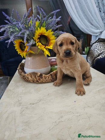 Labrador Retriever dogs - Advert 13