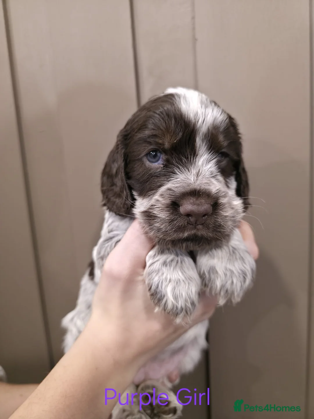 Cocker Spaniel dogs for sale: Show Type Cocker Spaniels Ready to leave now - Advert 6