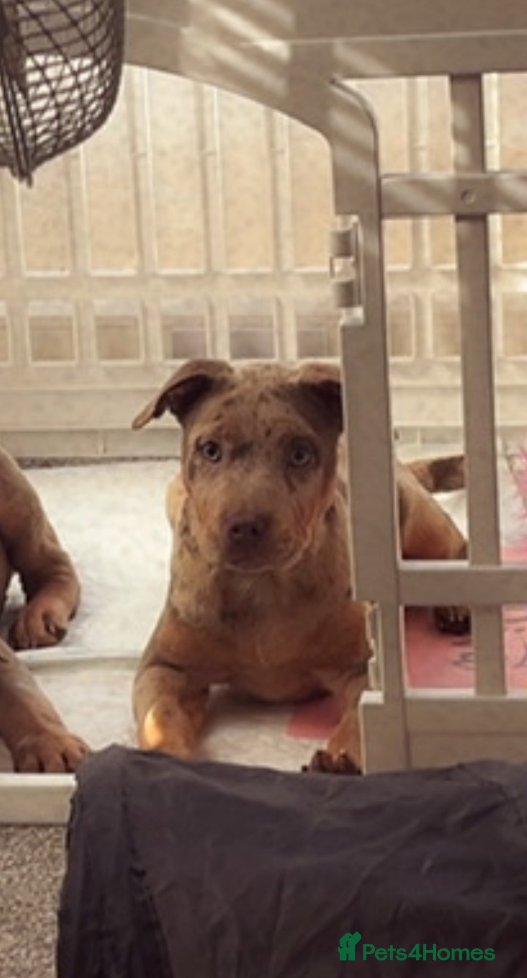 Mixed Breed dogs for sale: American bully x Shar pei  - Image 2