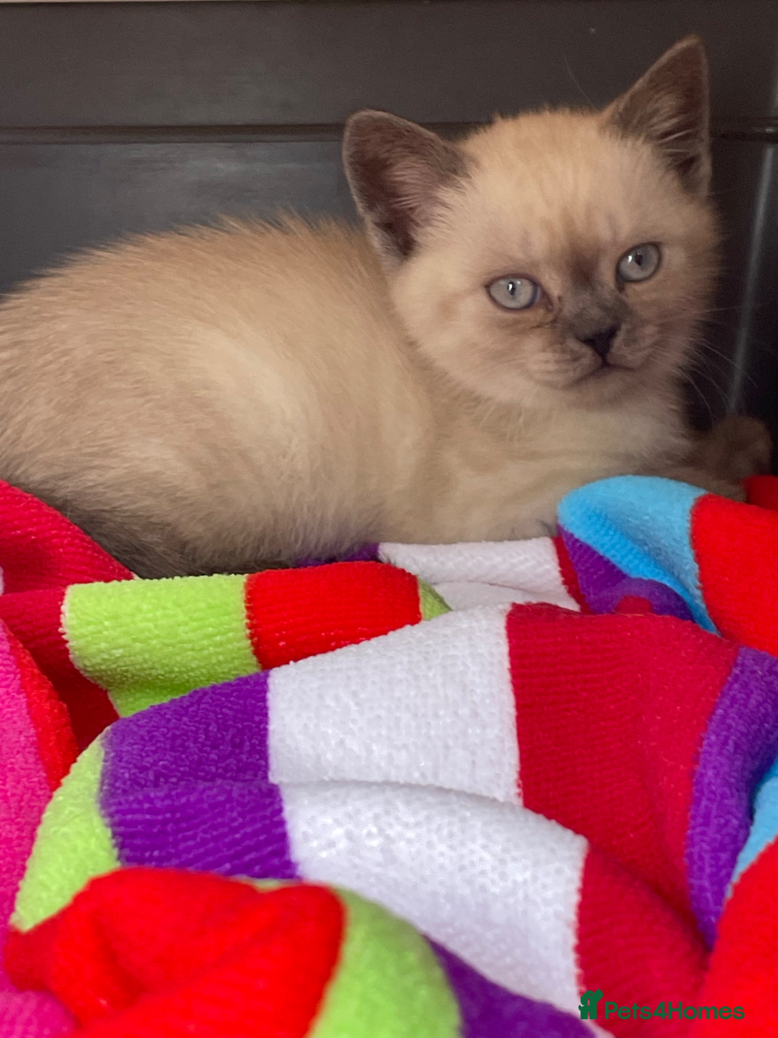 British Shorthair cats Male Kitten for sale - Advert 1