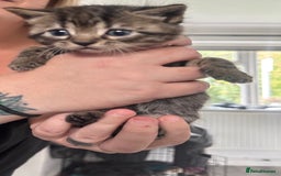Bengal cats for sale: Bengal cross kittens  - Image 6