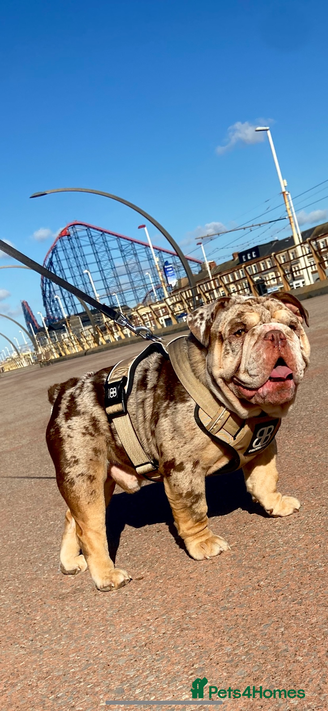 English Bulldog dogs for stud: Chocolate & Tan Merle Bulldog Stud Proved - Advert 4