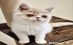 Exotic cats for sale: Registered Brothers  - Image 2