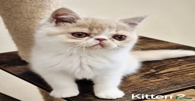 Exotic cats - Advert 7
