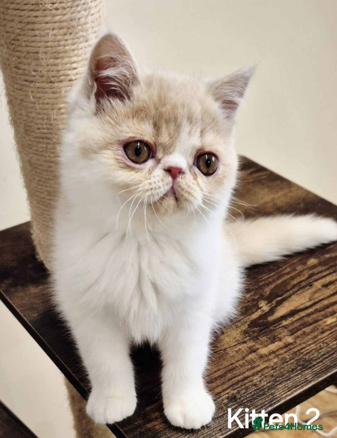 Exotic cats for sale: Registered Brothers  - Image 2