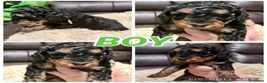 Mixed Breed 1