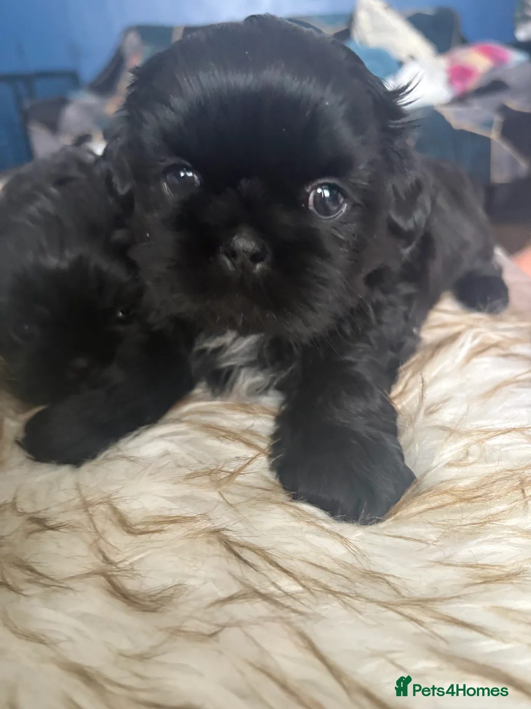 Shih Tzu dogs for sale: 3 Beautiful Puppys - Advert 1