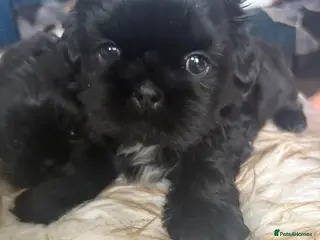 Shih Tzu dogs 3 Beautiful Puppys - Advert 2