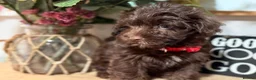Jackapoo dogs for sale: *** Stunning Jackapoos Ready Now - Advert 4