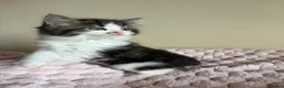 Mixed Breed cats for sale: British Short Hair Cross Ragdoll Kittens  in Selby - Advert 33