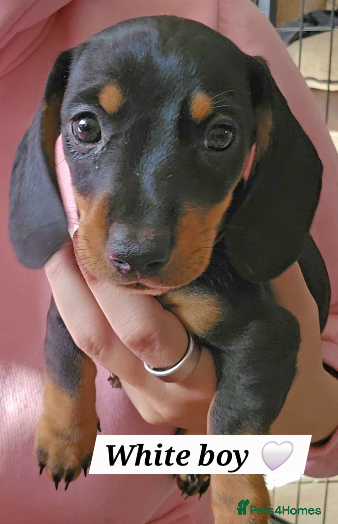 Miniature Dachshund dogs for sale:  Miniature Dachshunds ready to go Friday 19th Sept - Image 5