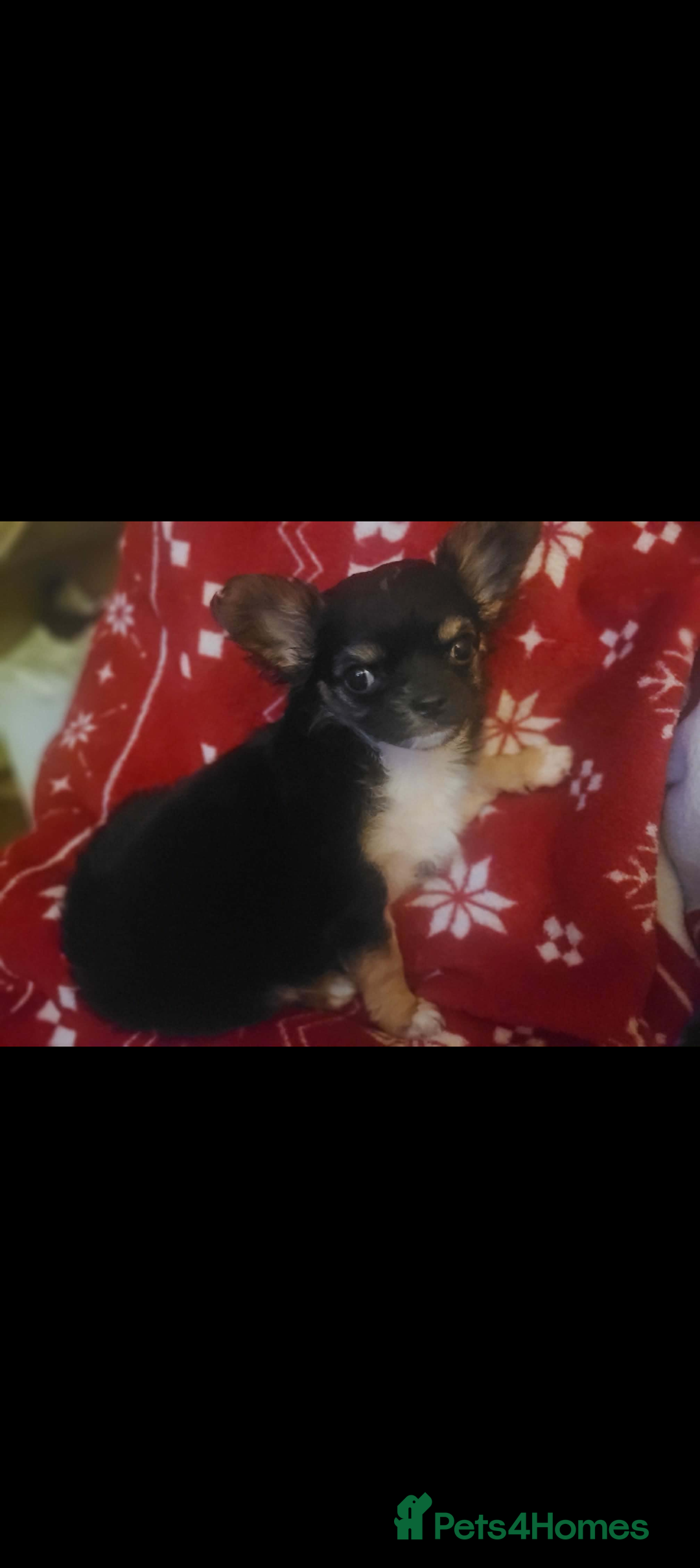 Chihuahua dogs for sale: Long haired Girl Chihuahua puppy for sale  - Advert 3