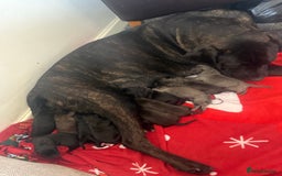 Cane Corso dogs for sale: Cane corso mix bandogge mastiff - Image 9