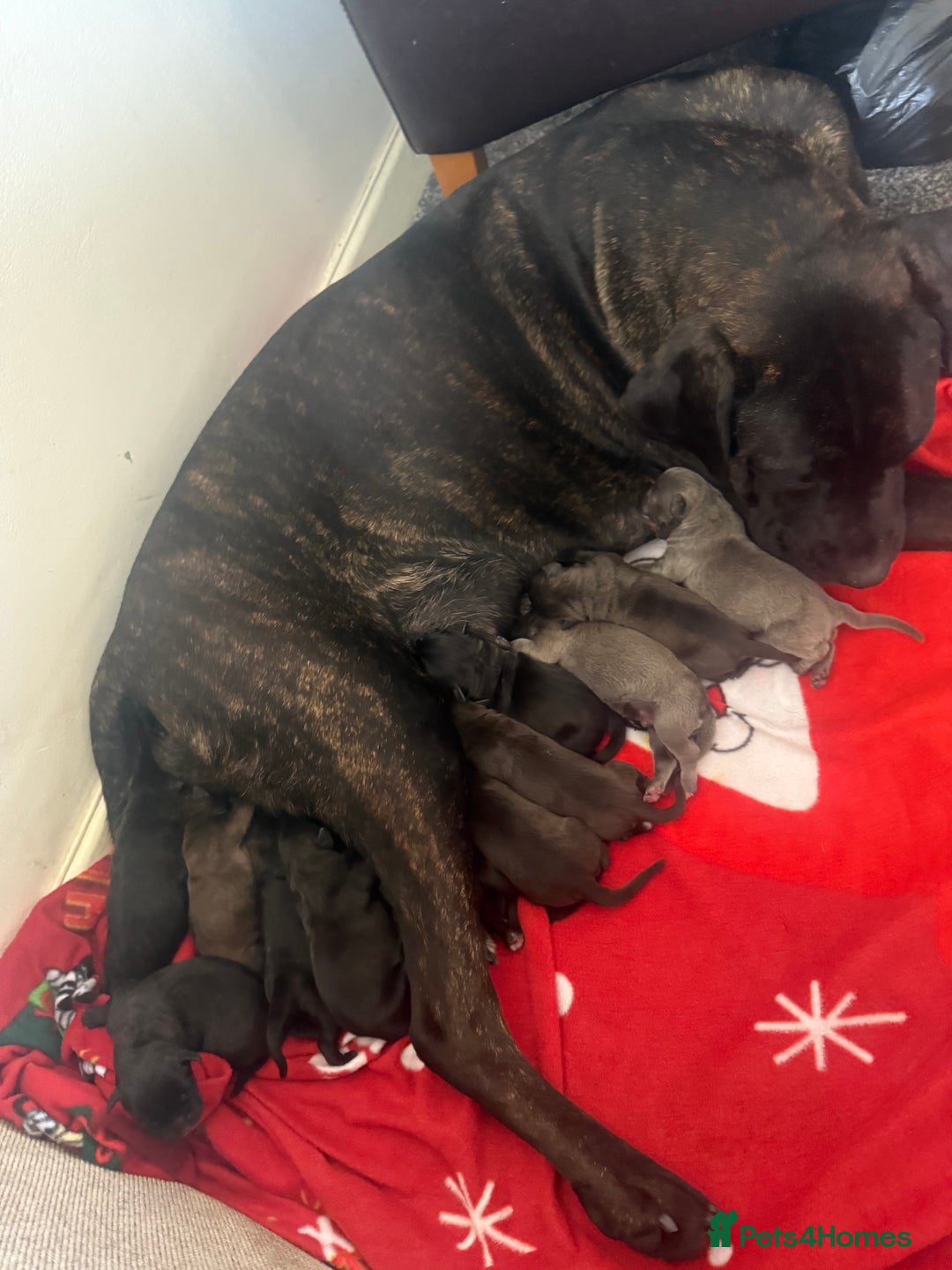 Cane Corso dogs for sale: Cane corso mix bandogge mastiff - Image 9