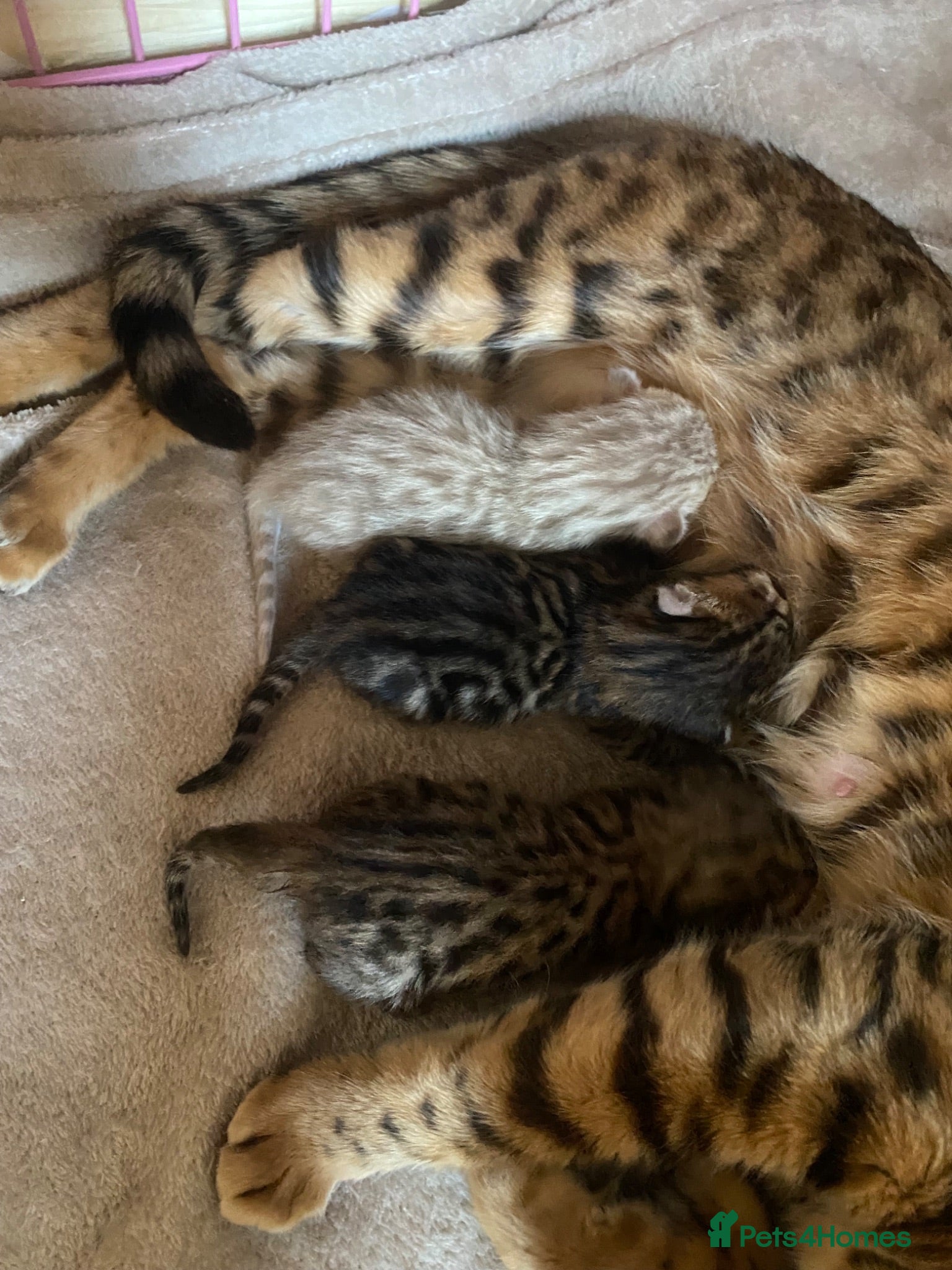 Bengal cats Gorgeous Bengal kittens - Advert 4