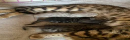 Bengal cats for sale: Gorgeous Bengal kittens - Advert 2