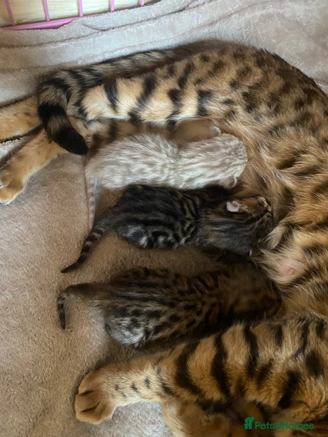 Bengal cats for sale: Gorgeous Bengal kittens - Advert 2