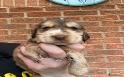 Cocker Spaniel dogs for sale: Show type cocker spaniels - Image 5