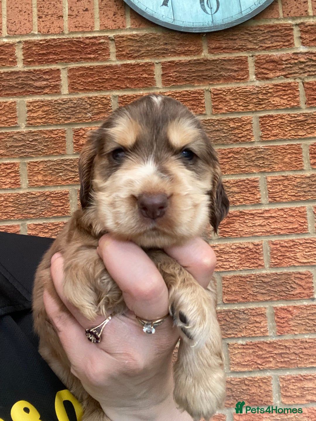 Cocker Spaniel dogs for sale: Show type cocker spaniels - Image 5