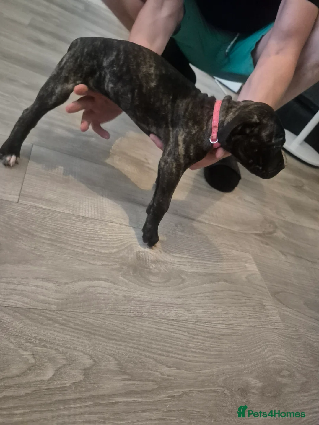 Mixed Breed dogs for sale: Presa Canario/ Mixed mastiff in Sheffield - Advert 18