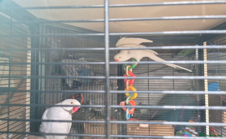 Ringnecks birds - Advert 3