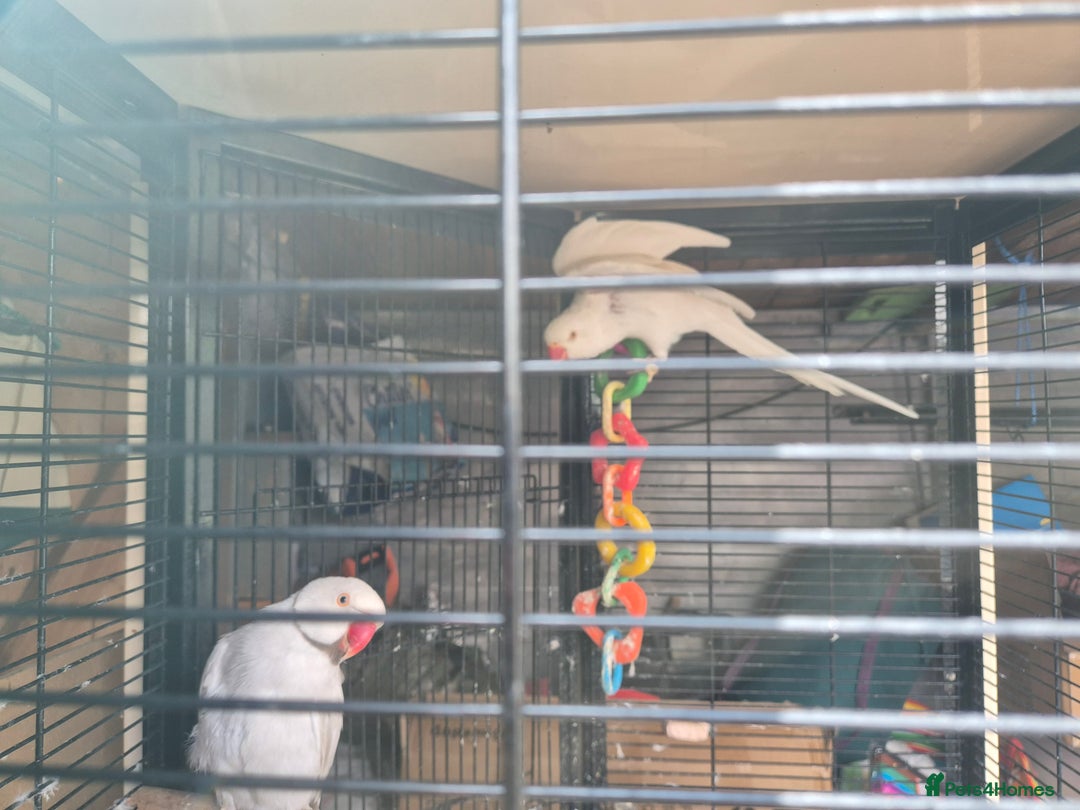 Ringnecks birds for sale: Two paired lacewing ringnecks - Image 1