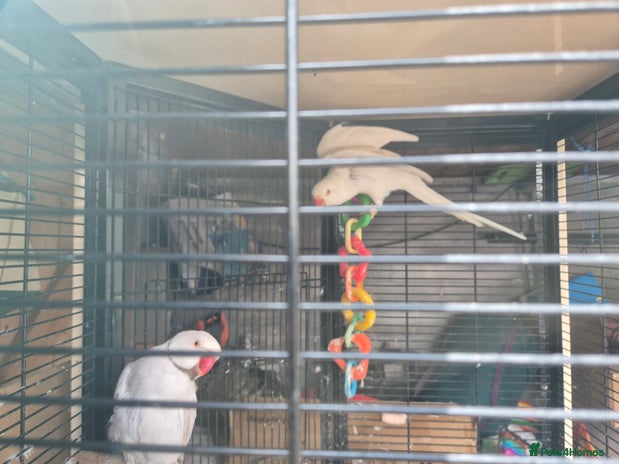 Ringnecks birds - Advert 3