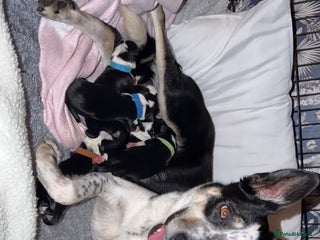 Border Collie dogs for sale - Advert 1