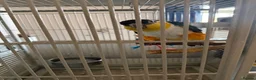 Parrots birds for sale: Black capped Caique  - Advert 4