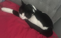 Domestic Shorthair cats for sale: 2 year old male cat - Image 8
