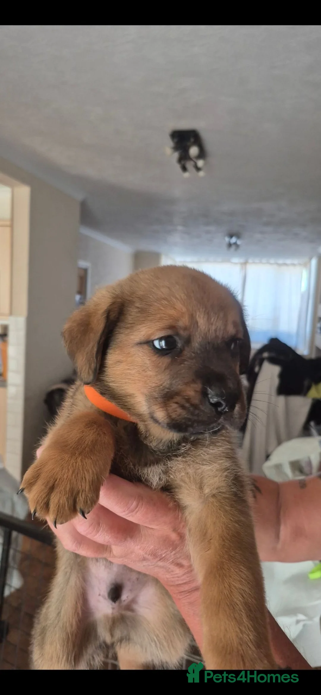 Mixed Breed dogs for sale: Mastweiler - Advert 7