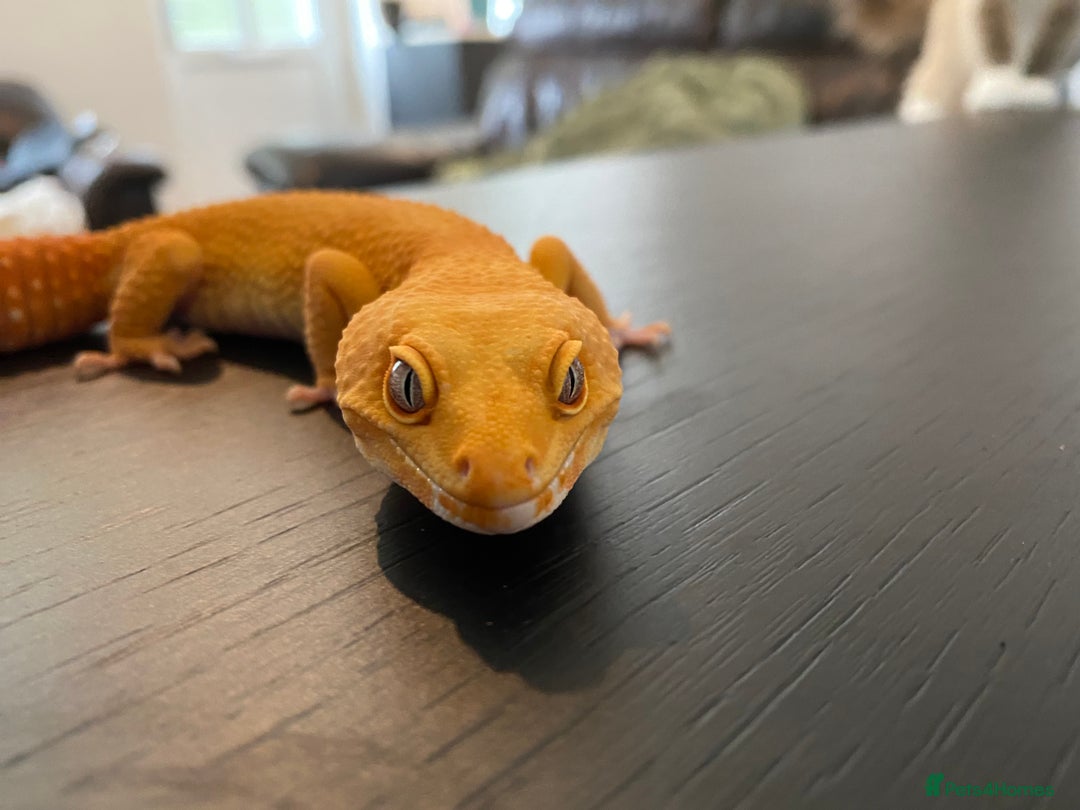 Leopard Gecko reptiles for sale: 2024 super sonic rainwater male leopard gecko - Image 2