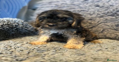 Cockapoo dogs - Advert 13