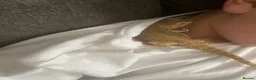 Bearded Dragon reptiles for sale: Bearded dragon  - Advert 5