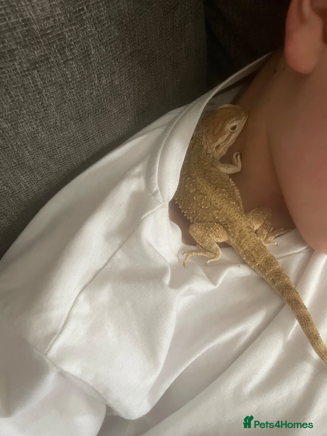 Bearded Dragon reptiles for sale: Bearded dragon  - Advert 5