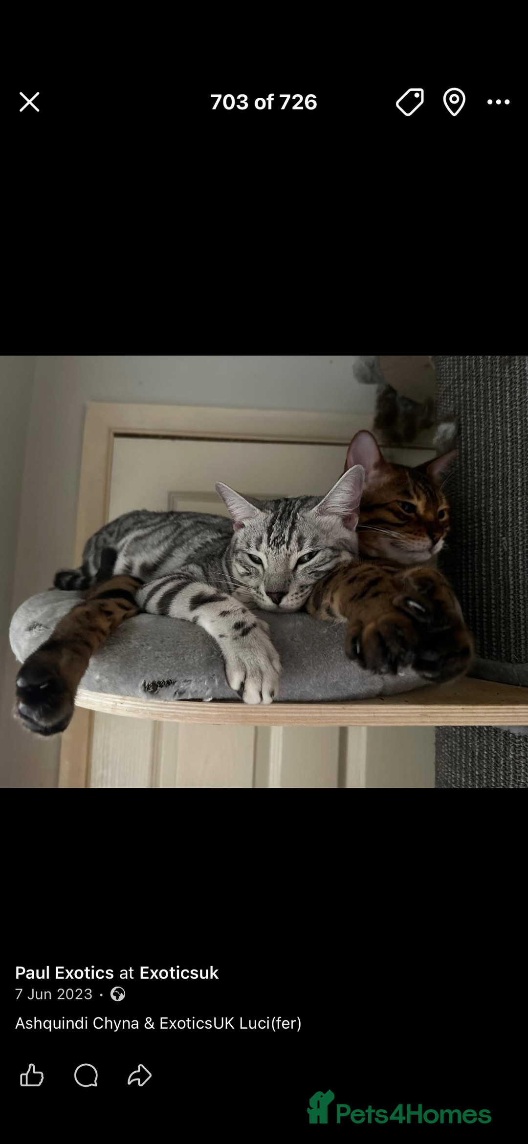 Bengal cats for sale: Well socialised kittens & retired breeding females - Advert 23