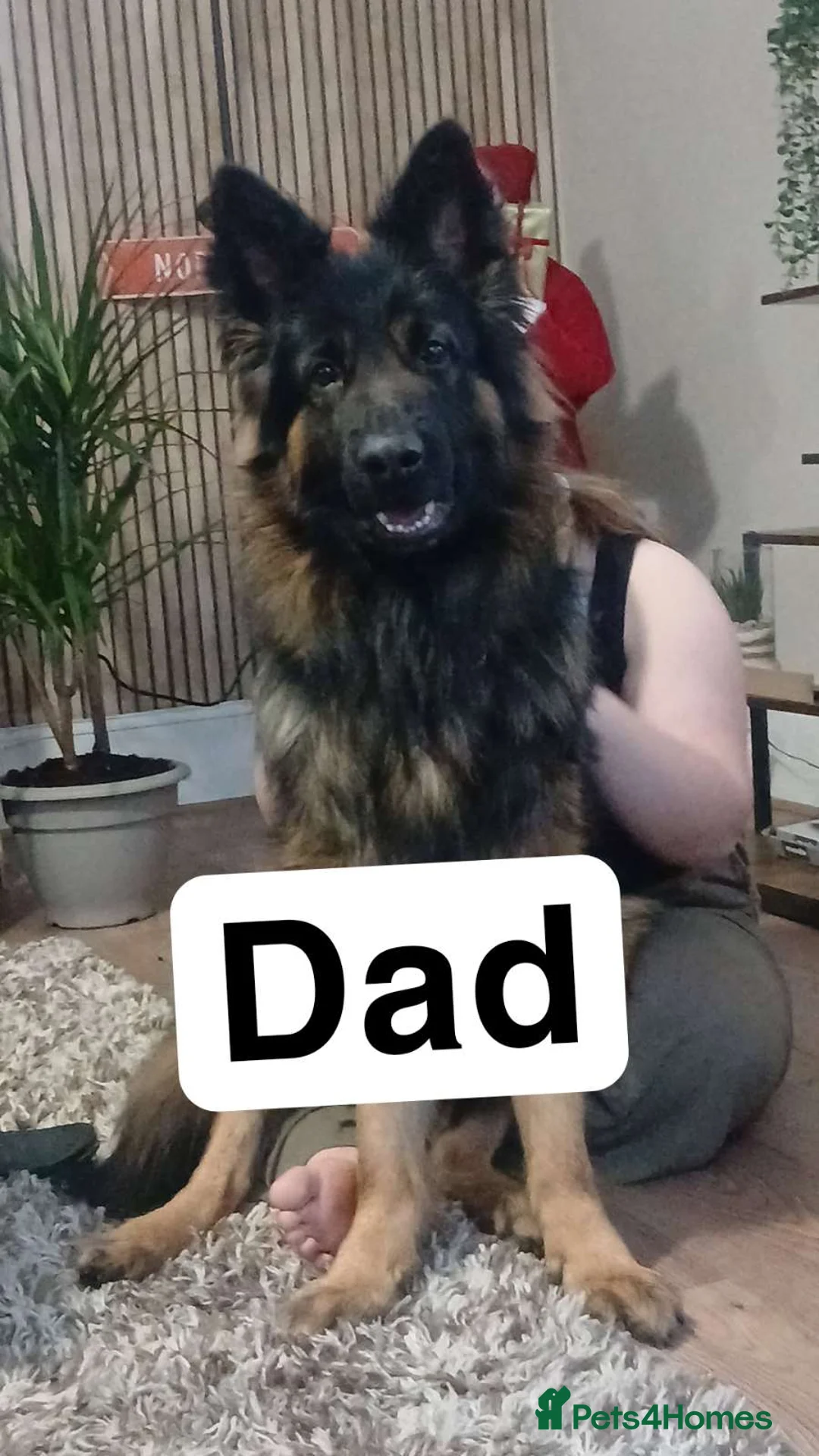 German Shepherd dogs for sale: 💥 2 beautiful male German shepherd's 💥 - Advert 3
