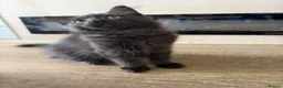 Maine Coon cats for sale: Maincoon cross ragdoll in Newcastle upon Tyne - Advert 1