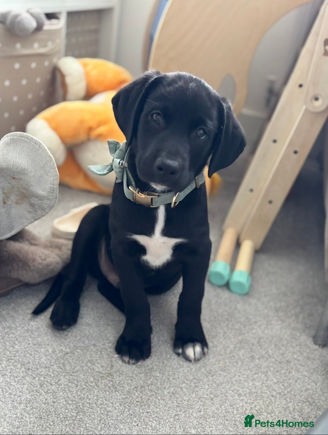 Mixed Breed dogs for sale: Marley the loveable Borador - Advert 8