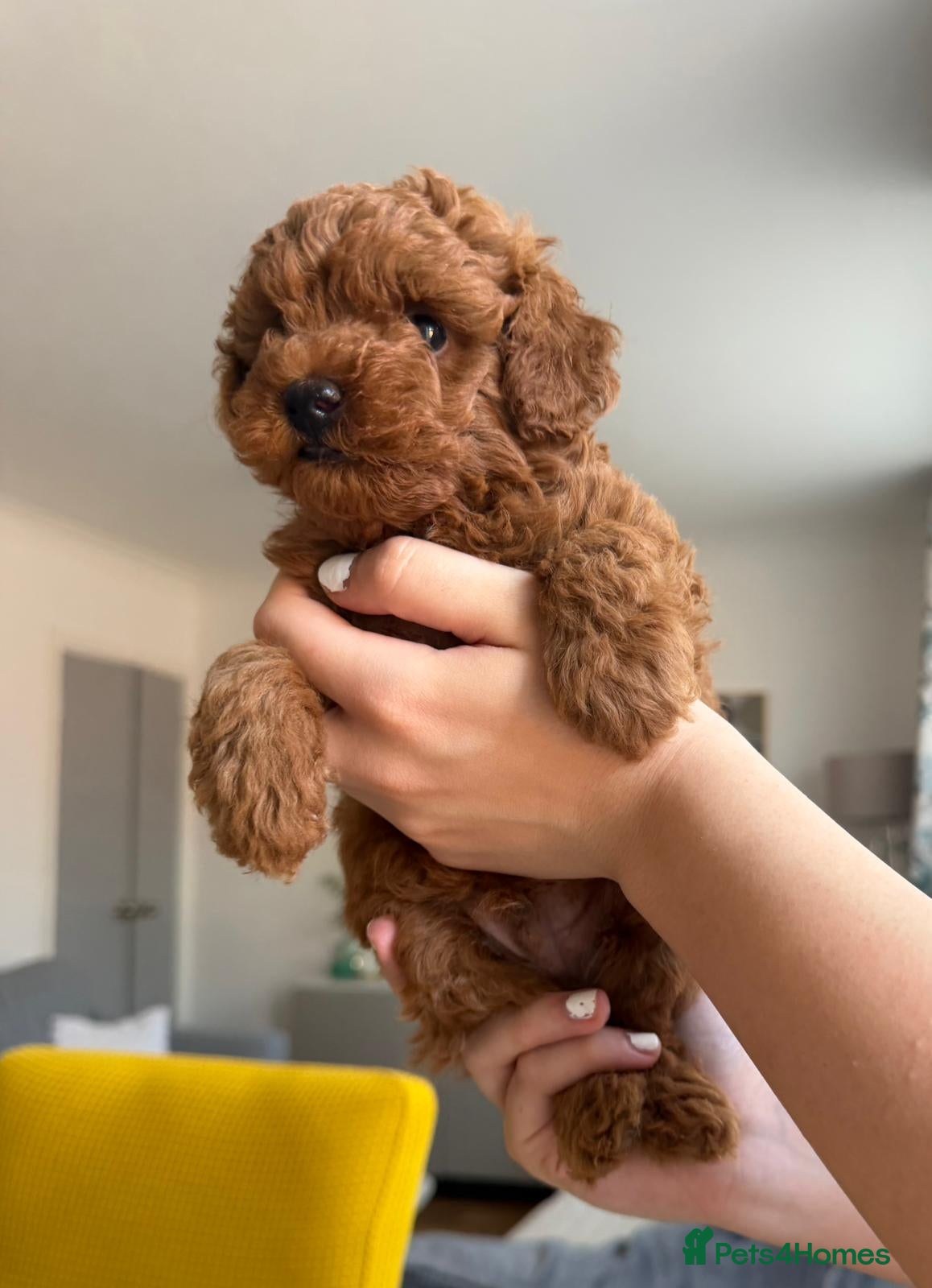 Toy Poodle dogs Outstanding KC red toy poodle puppies 🐩  - Advert 2
