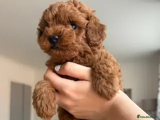 Toy Poodle dogs Outstanding KC red toy poodle puppies 🐩 - Advert 2