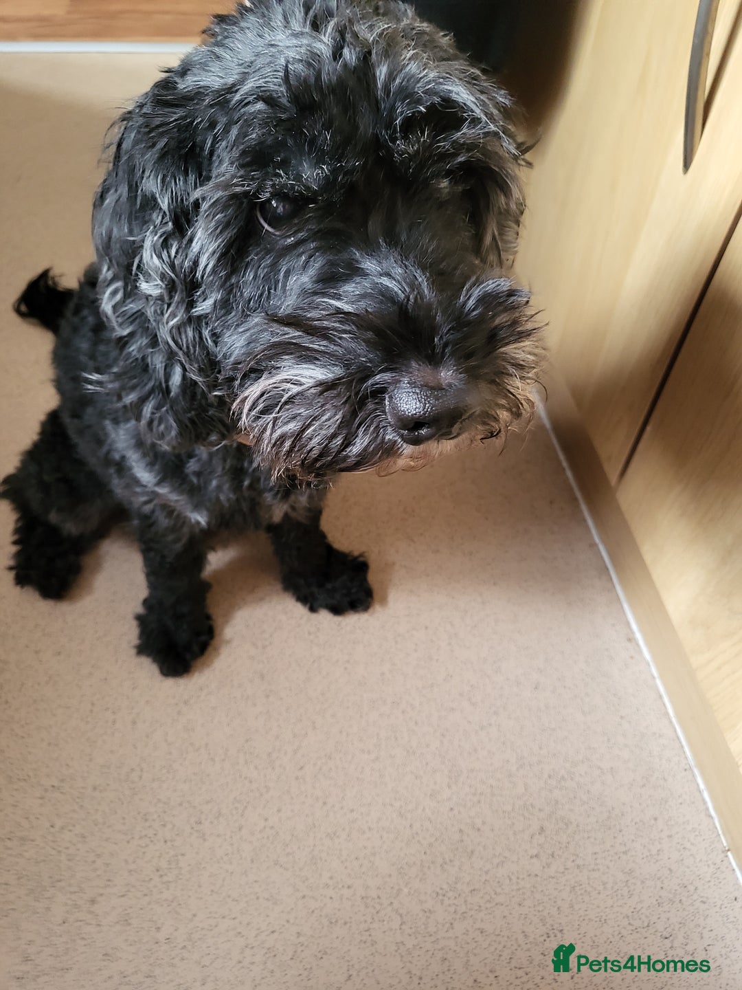 Mixed Breed dogs for sale: COCKAPOO/MORKIE - Advert 14