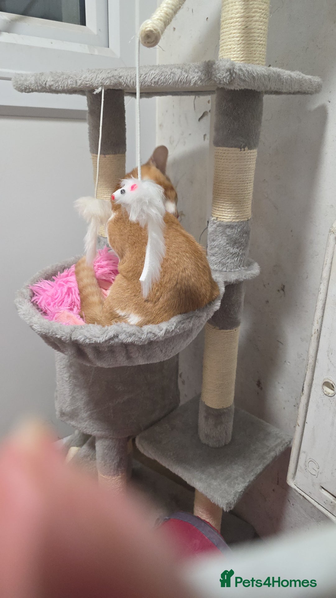 Mixed Breed cats for sale: Twin brother cats - Advert 4