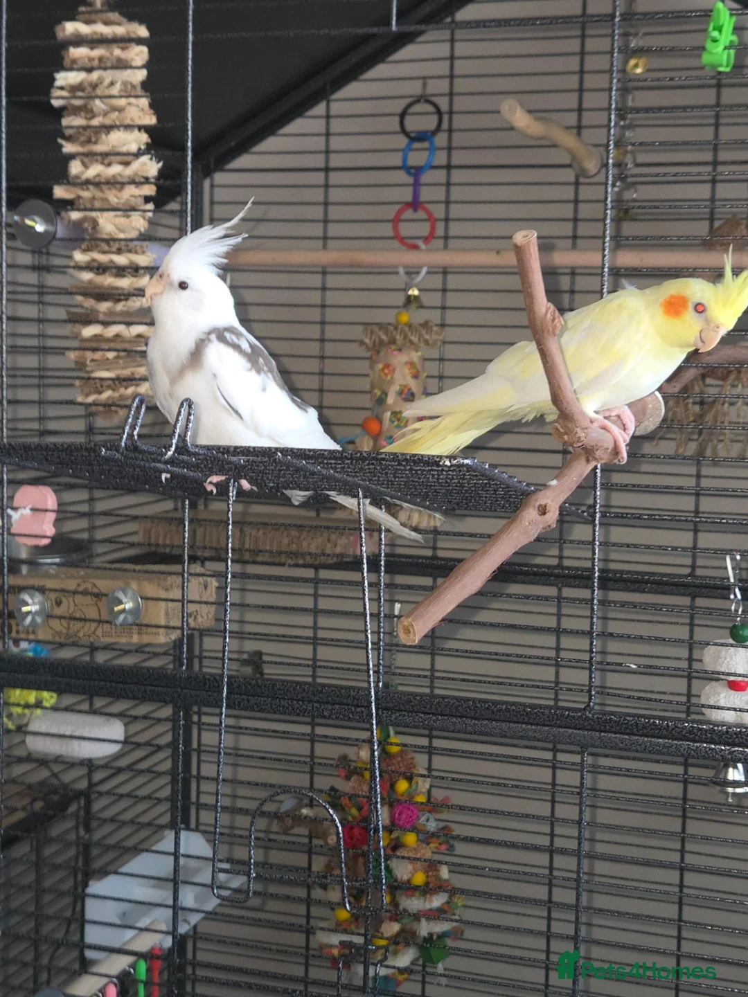Cockatiels birds for sale: 2 cockatiels- pied and latino - Advert 2