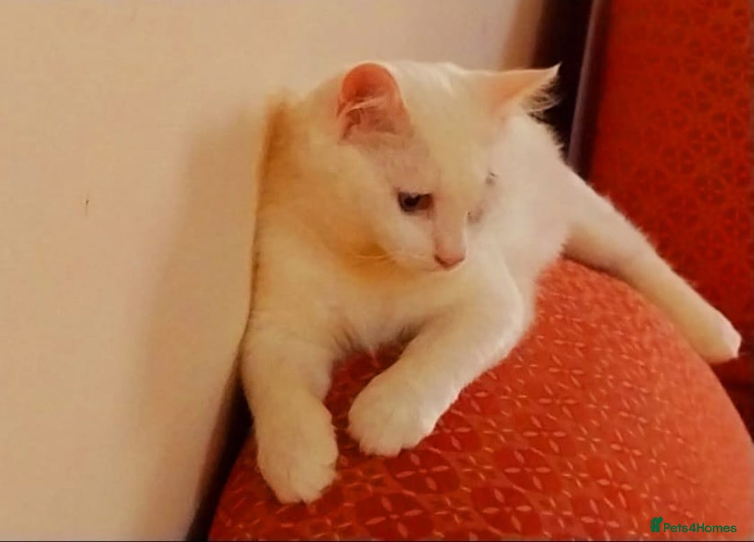 Mixed Breed cats for adoption: LUKI TURKISH ANGORA / JUNO SHORT HAIR BONDED PAIR  - Image 2
